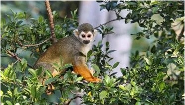 Monkeyland & Zipline